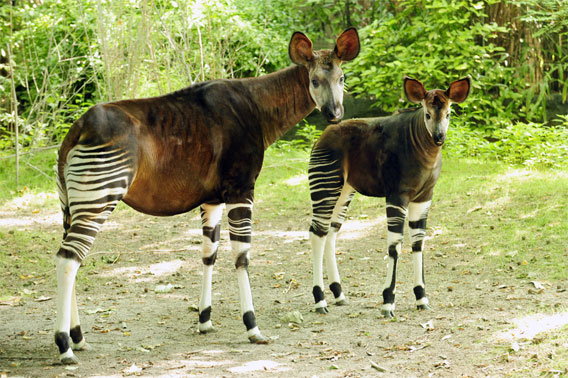 0727okapi