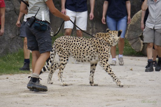 Cheeta 3