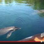 This is the way Dolphins sleep