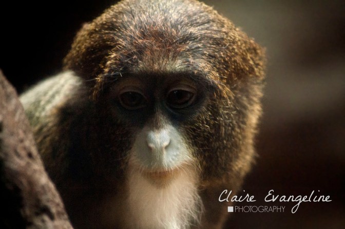 Contemplative De Brazza's Monkey