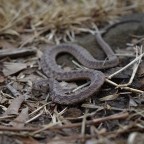 Midland Brownsnake (Storeria dekayi wrightorum)