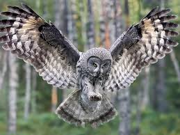 owl3