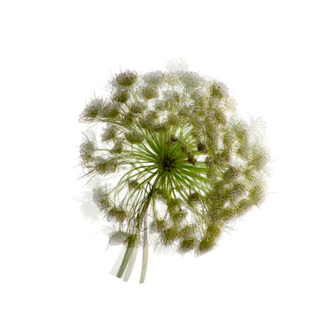 queen annes lace donesmall