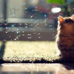 Cat’s Life #AtoZChallenge