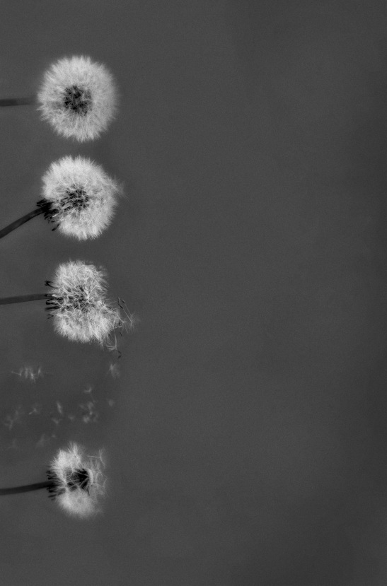 dandelionsblackandwhite copy 2
