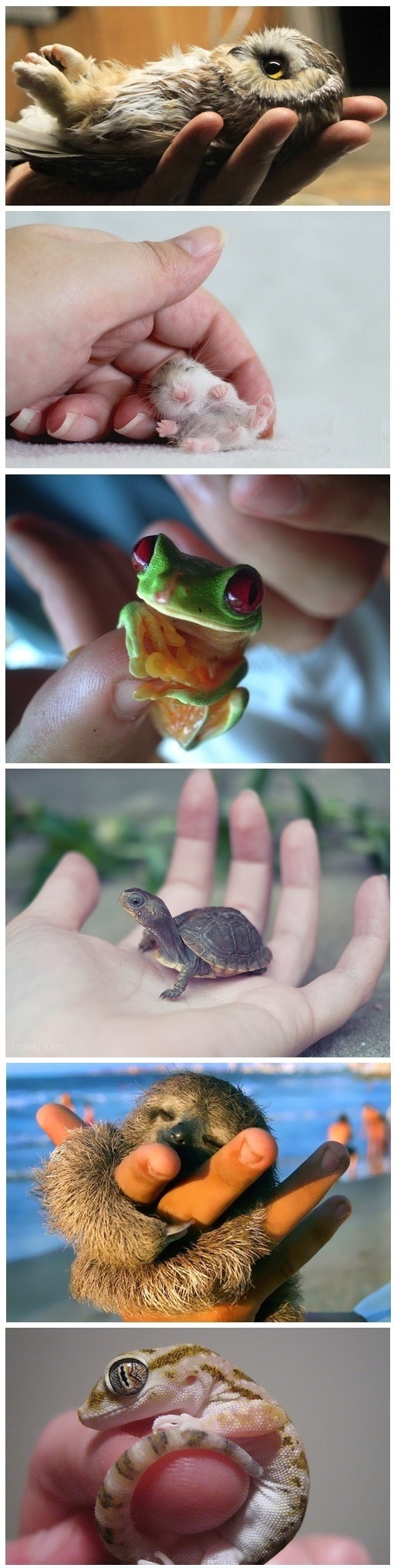 Tiny Baby Animals (Compilation)