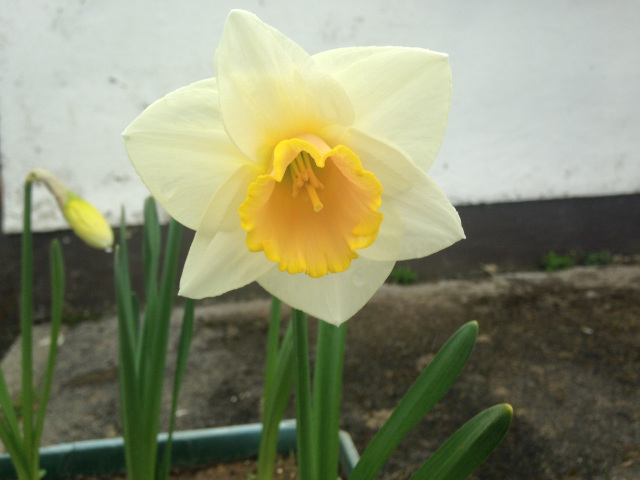 Lemon daffodil