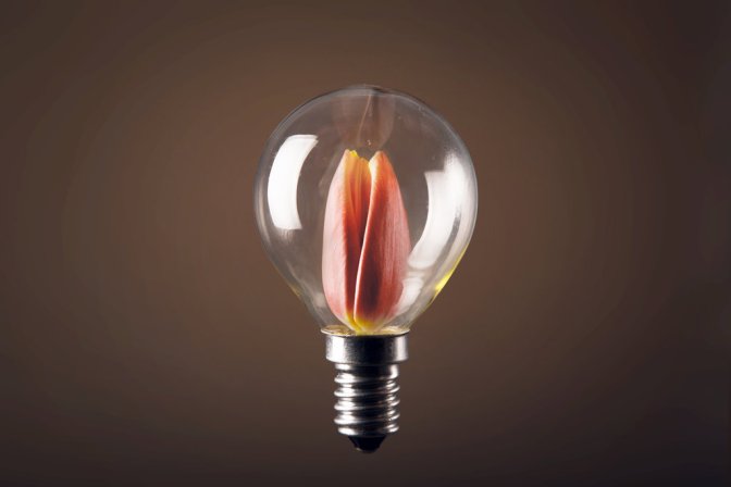 LampTulip