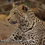 About to Move – a Leopard from Botswana. Photo by Nigel Nicholls