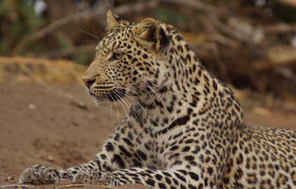 About to Move, Leopard by Nigel Nicholls ©2013