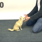 Turns Out Dogs Get Extremely Confused by Magic Tricks