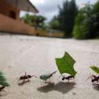 Your Ant Farm Is Smarter Than Google