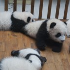 The World’s Best Job Is Hiring: Panda Nanny