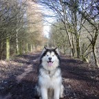 Meet the Adorable Husky Who Thinks She’s a Cat
