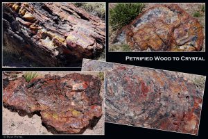 Arizona  - The Crystal Forest - From Petrified Wood to Crystal