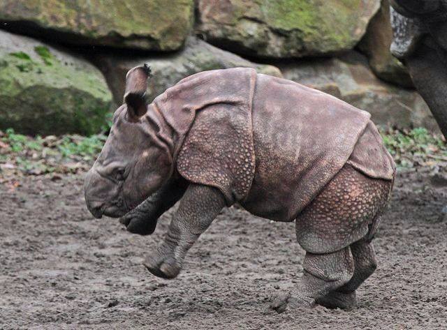 baby rhino