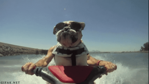funny-dog-jetski-gif