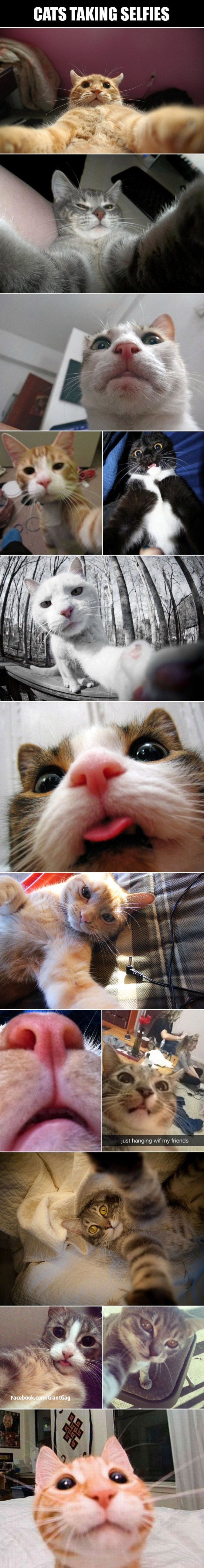 Cats Taking Selfies Compilation