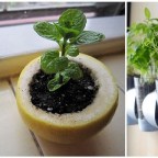 10 Gardening Tricks For Your Garden