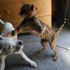 Pooch or Puss?