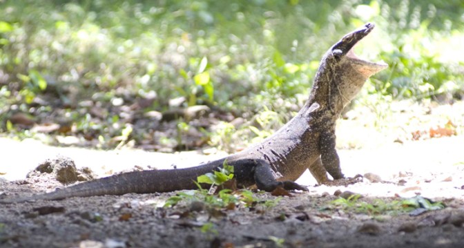 Komodo dragon