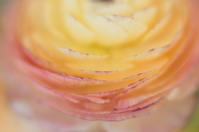 Ranunculus | Neely Wang Photography