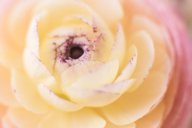 Ranunculus | Neely Wang Photography
