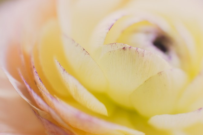 Ranunculus | Neely Wang Photography