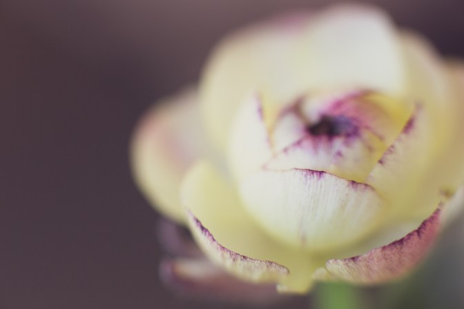 Ranunculus | Neely Wang Photography