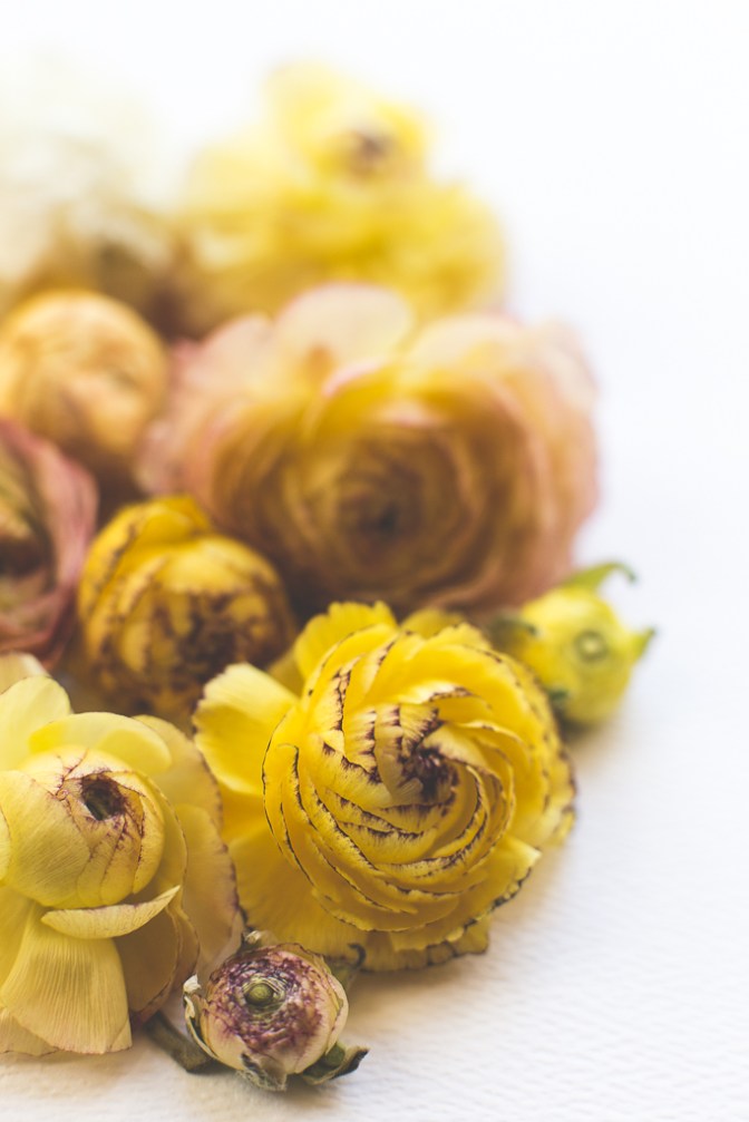 Ranunculus | Neely Wang Photography