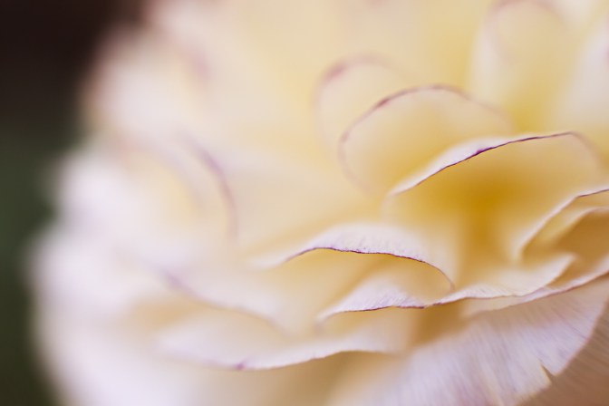 Ranunculus | Neely Wang Photography