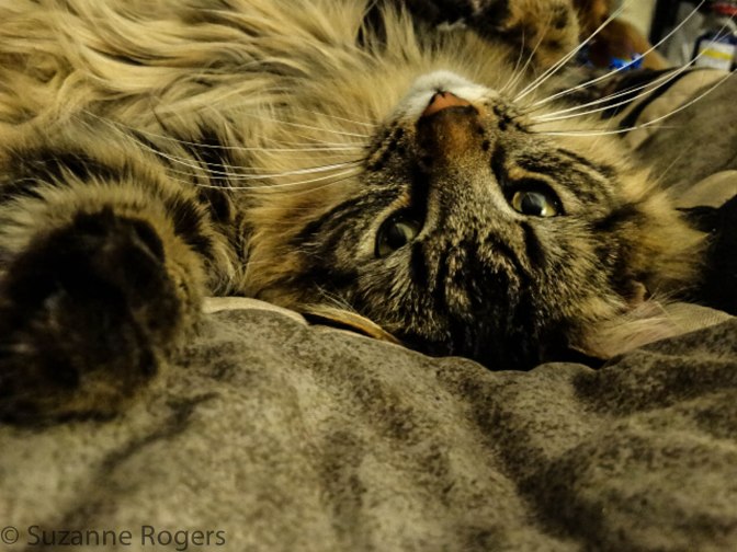 THE CAT WHO COULD'NT       RELAX.