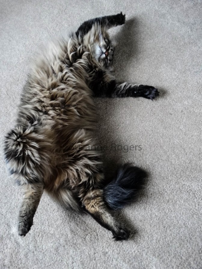 THE CAT WHO COULDN'T RELAX…IS NOT THIS CAT...