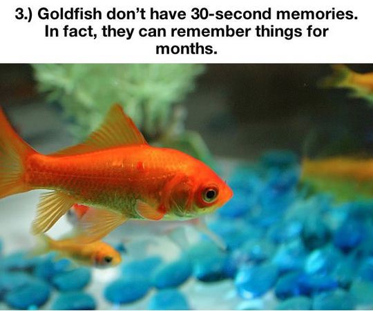 things-you-thought-were-true-but-are-actually-a-lie-3