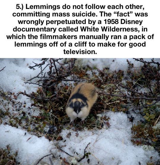 things-you-thought-were-true-but-are-actually-a-lie-5