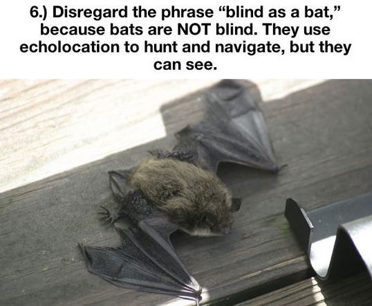 things-you-thought-were-true-but-are-actually-a-lie-6