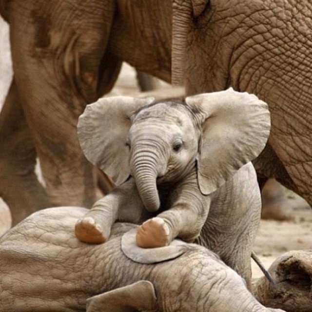 baby elephant