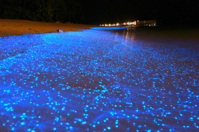 bioluminescent ostracods-maldives-will ho