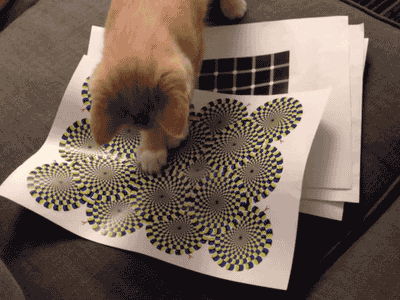 Cats Can See Optical Illusions