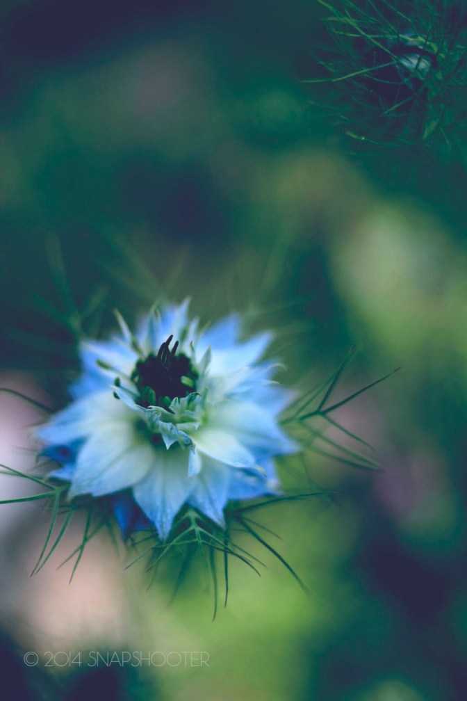 © 2014 snapshootergeb.wordpess