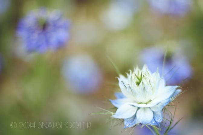 © 2014 snapshootergeb.wordpess