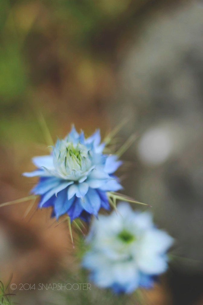 © 2014 snapshootergeb.wordpess