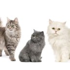 Mews: Create Your Pet’s Very Own Online Profile with Webbox