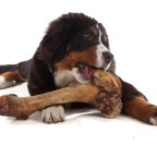5 Tips to Stop Your Dog From Barking in Your Apartment