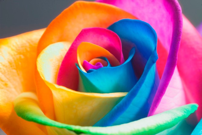 Colorful-ainbow-Rose