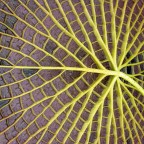 Tuesday of Texture and Tuesday Photo Challenge-Structure