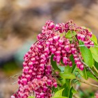 Flower of the Day – April 5, 2017 – Pieris