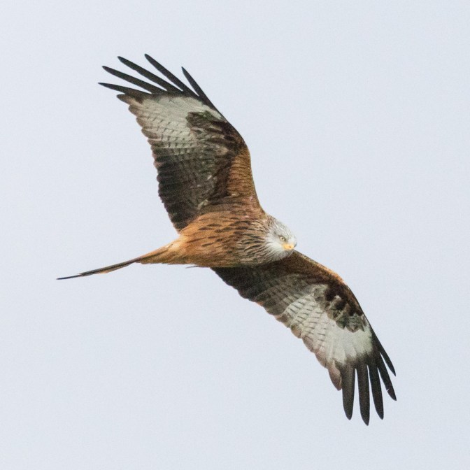 Red kite soars above Cardigan Bay, Ceredigion.
