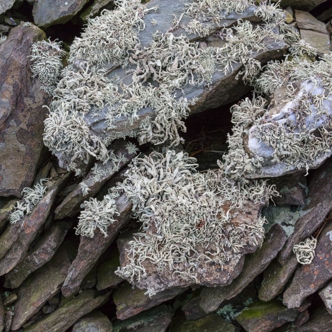 Lichen landscape, Carreg Ti-pw, Ceredigion.