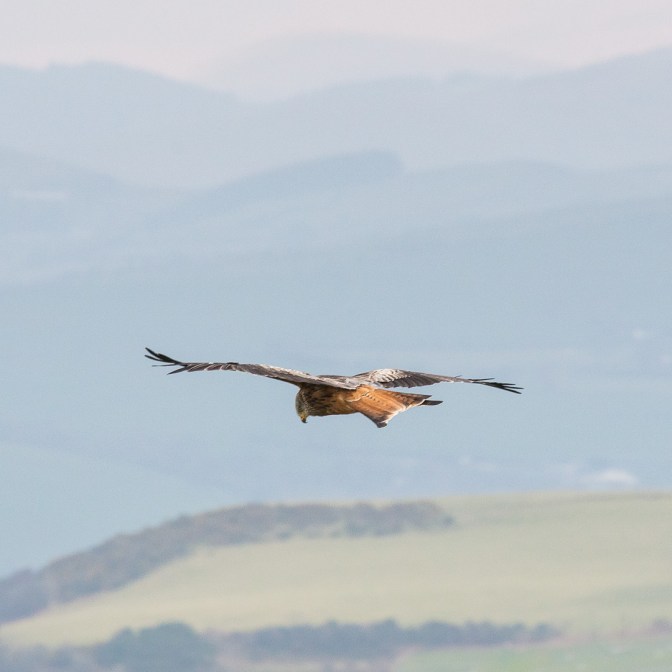 Red kite near Aberystwyth, Ceredigion.